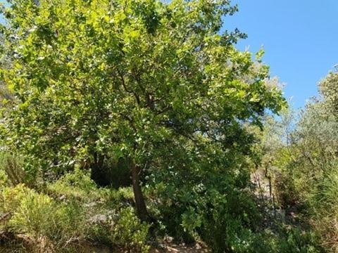 Cabane Dans Les Arbres "La Kaz Aux Cigales" Cuers Εξωτερικό φωτογραφία